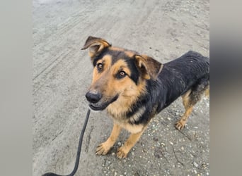 Bronco ein Traumwesen sitzt im Zwinger