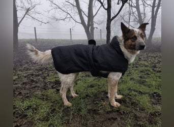 Franky ein Menschenliebender