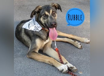 Rubble ein verspielter Kämpfer