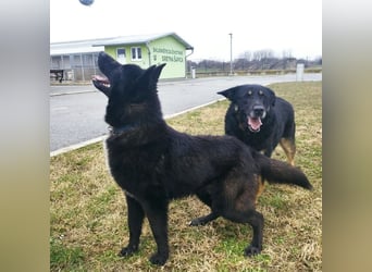 Piki ein Familienhund