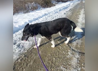 Mala eine ängstliche Hündin