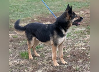 Pasha ein wundervoller Freund fürs Leben