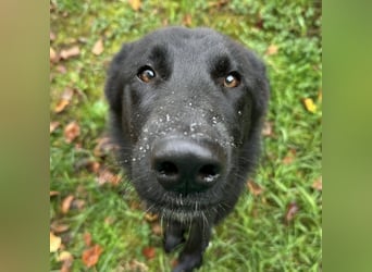 Spike ein schlauer trauriger Bub