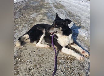 Mala eine ängstliche Hündin