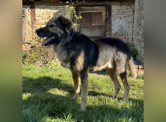 Ringo eine sanfte Seele