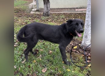 Spike ein schlauer trauriger Bub