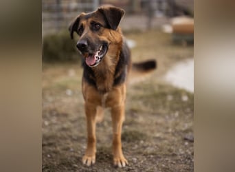 Avis eine gebrochene Seele