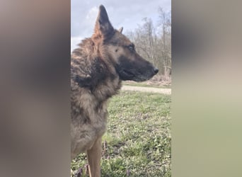 Jax braucht eine liebevolle Führung