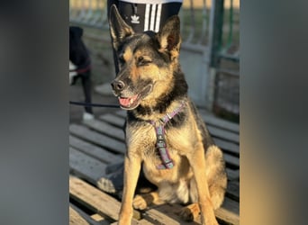 Pasha ein wundervoller Freund fürs Leben