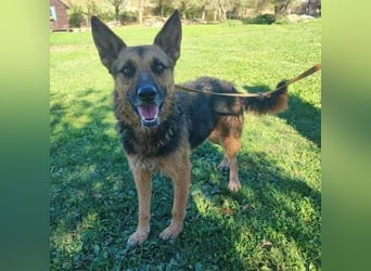 Ghost wartet seit Welpenalter