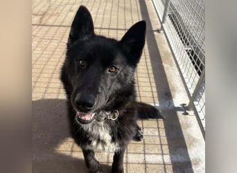 Piki ein Familienhund