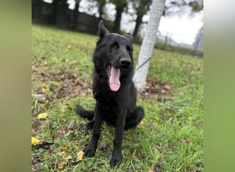 Spike ein schlauer trauriger Bub