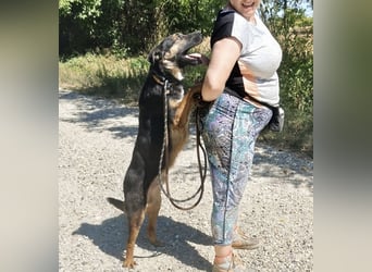 Clio wartet seit Welpenalter