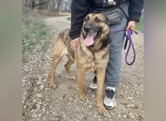 Jax braucht eine liebevolle Führung