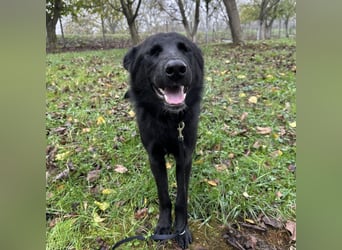 Spike ein schlauer trauriger Bub