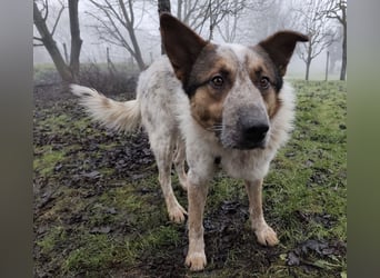 Franky ein Menschenliebender