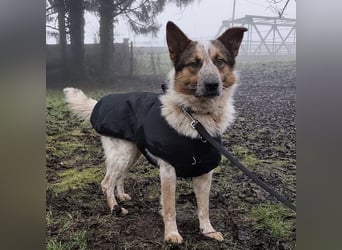 Franky ein Menschenliebender