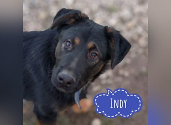 Indy ein lernwilliger Hundebub