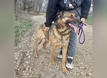 Jax braucht eine liebevolle Führung