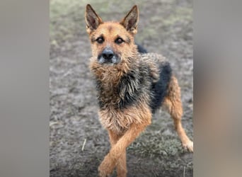 Ghost wartet seit Welpenalter