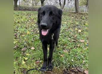 Spike ein schlauer trauriger Bub