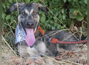 Rubble ein verspielter Kämpfer