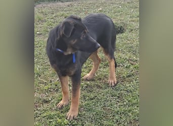 Indy ein lernwilliger Hundebub