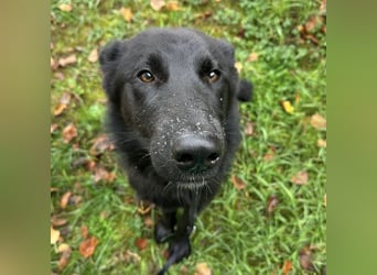 Spike ein schlauer trauriger Bub