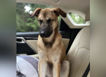 Boško ein Traumwesen