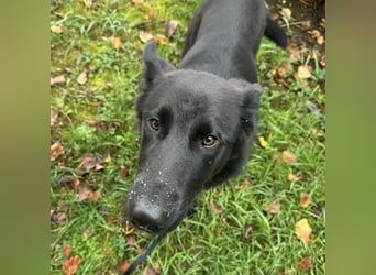 Spike ein schlauer trauriger Bub