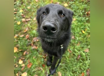 Spike ein schlauer trauriger Bub