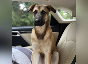 Boško ein Traumwesen