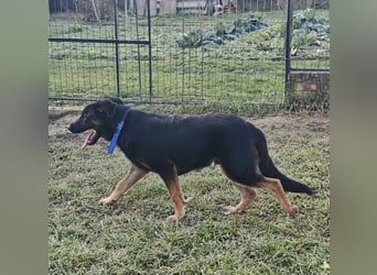 Indy ein lernwilliger Hundebub