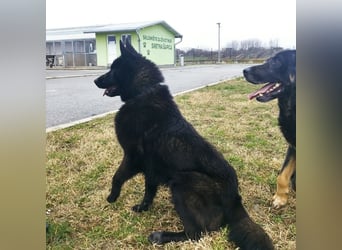 Piki ein Familienhund