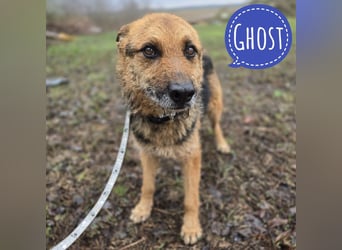 Ghost wartet seit Welpenalter