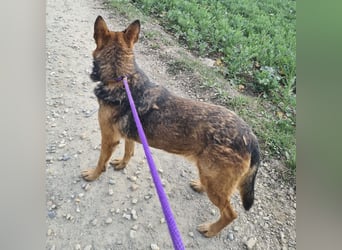 Jax braucht eine liebevolle Führung