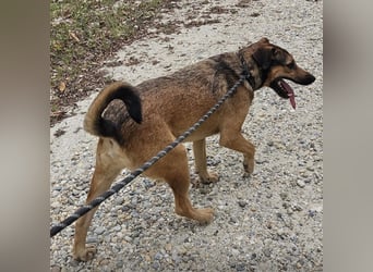 Bones ein verspielter liebevoller Bub