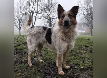 Franky ein Menschenliebender