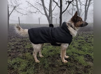 Franky ein Menschenliebender