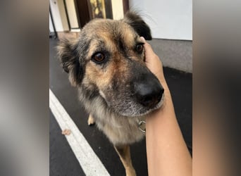 Ringo eine sanfte Seele
