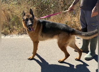 Rex: wo sind die Schäferhund-Freunde?