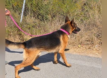 Rex: wo sind die Schäferhund-Freunde?