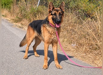 Rex: wo sind die Schäferhund-Freunde?