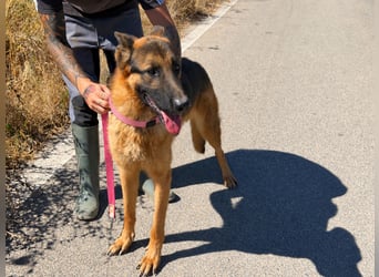 Rex: wo sind die Schäferhund-Freunde?