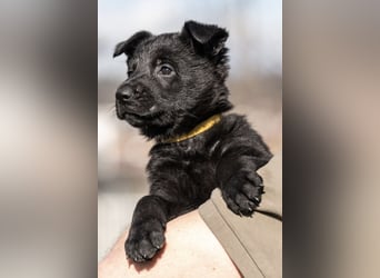 Deutsche Schäferhündin, 8 Wochen