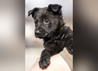 Deutsche Schäferhündin, 8 Wochen