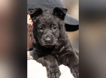 Deutsche Schäferhündin, 8 Wochen