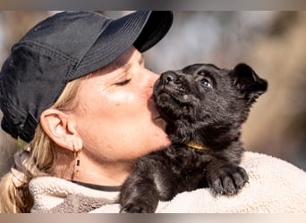 Deutsche Schäferhündin, 8 Wochen