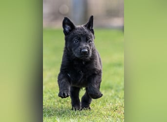 Deutsche Schäferhündin, 8 Wochen