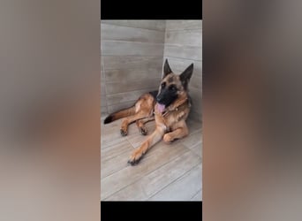 Lola sucht ihre zweite Chance – ein liebevolles Zuhause❤️